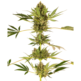 Himalayan CBD SENSI SEEDS