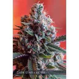 DARK STAR X AK-49 VISION SEEDS