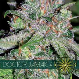 Doctor Jamaica VISION SEEDS