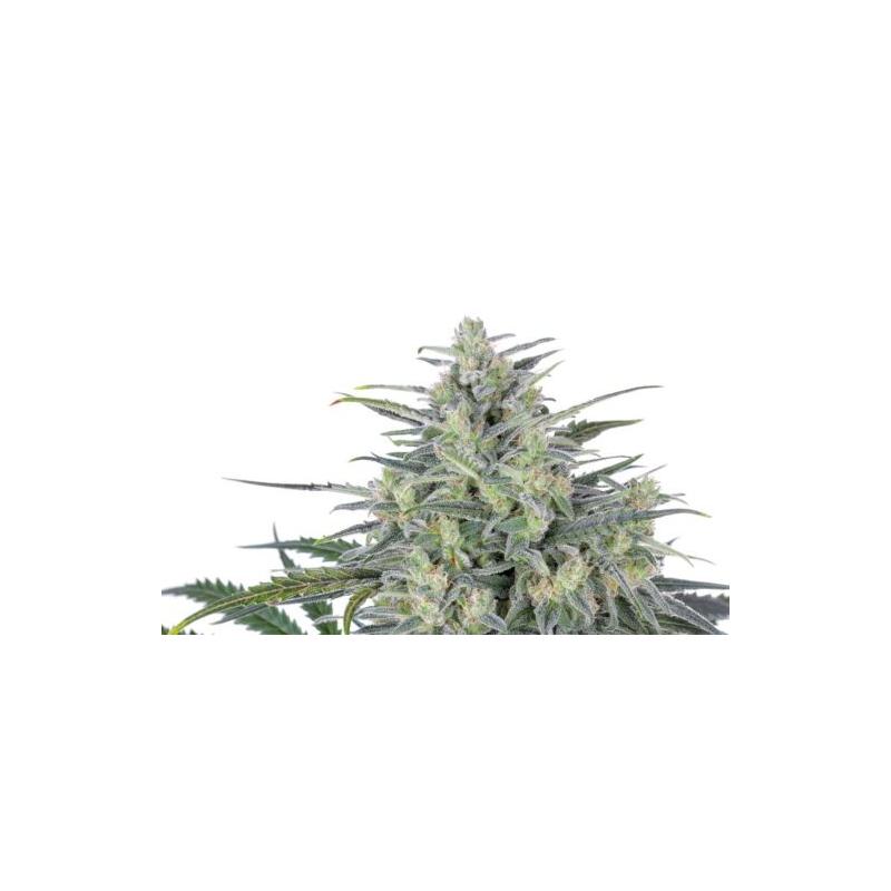 CRITICAL LIGHTS EXPERT SEEDS