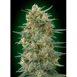 Gorilla Fast 00 Seeds