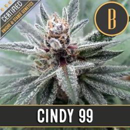 CINDY'S 99 Blimburn