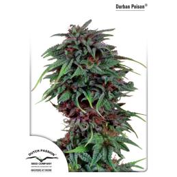 DURBAN POISON DUTCH PASSION