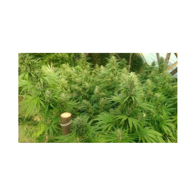 NEPAL JAM FEMINIZADA ACE SEEDS