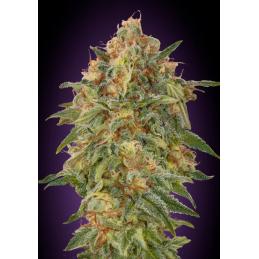 Zkittlez Advanced Seeds – Sativagrowshop.com