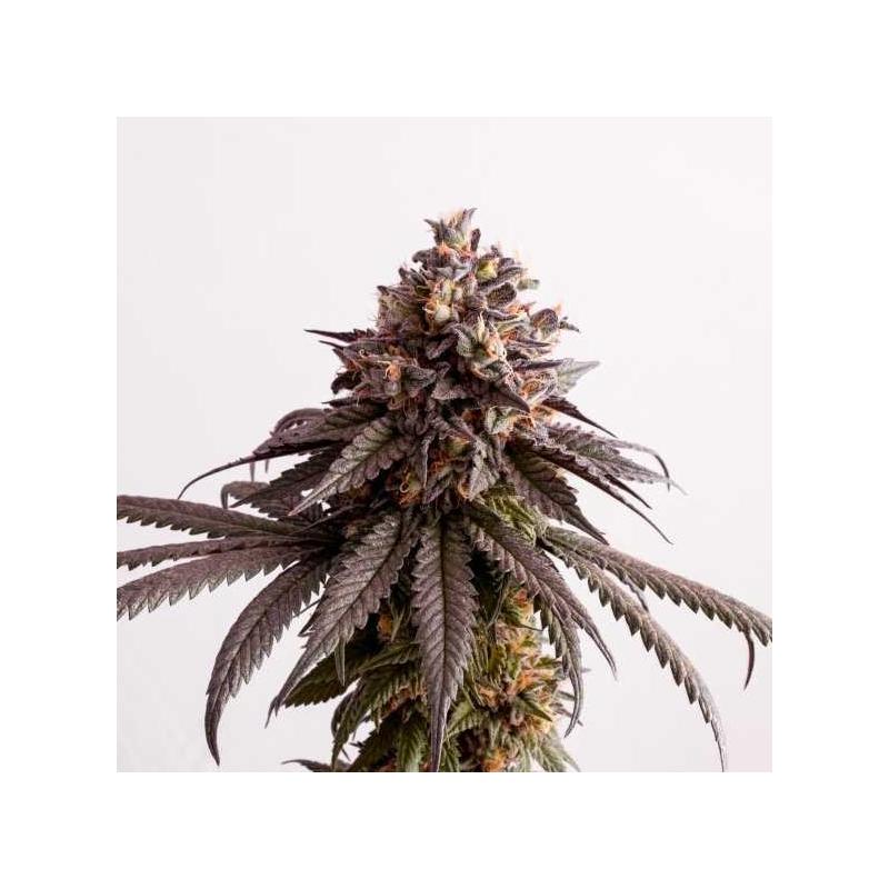 - Kannabia Seeds - Sativagrowshop.com