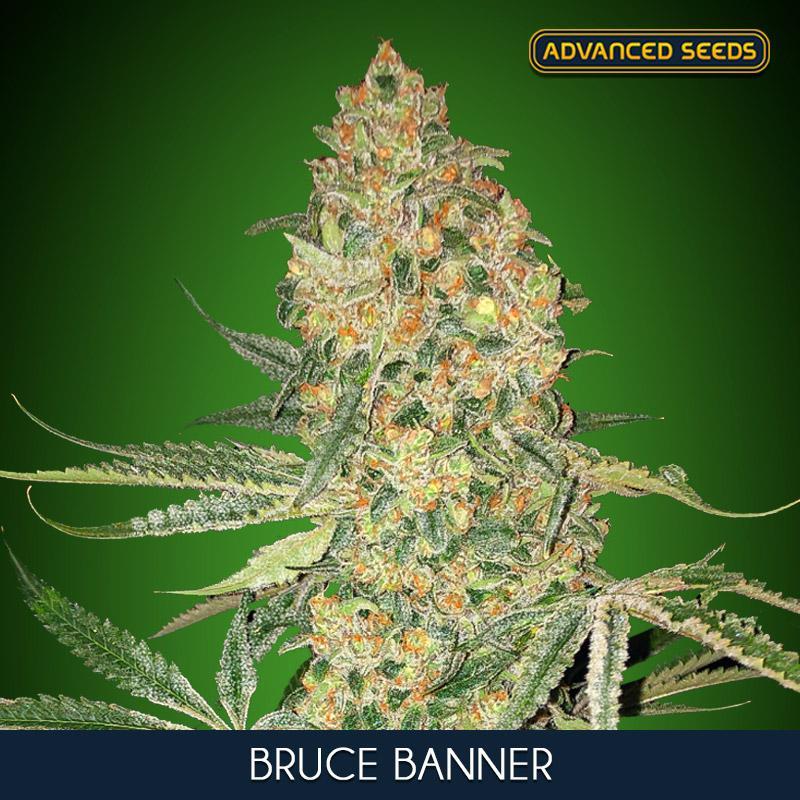 Bruce Banner