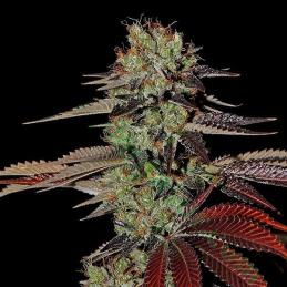 Auto Kings Kush Green House Seeds