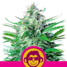 Grape Ape