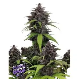 Auto Purple Haze