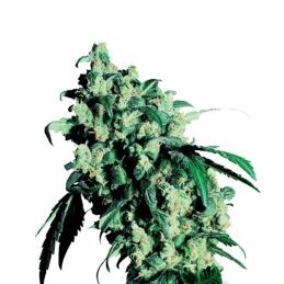 Super Skunk Regular sensi seeds