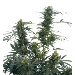 Guerilla´s Gusto sensi seeds