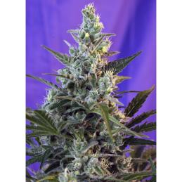 Sweet Skunk Fast Version sweet seeds